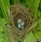 Картинки по запросу фото  гнездо перепелки